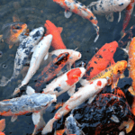 Koi and Goldfish: Differences and Similarities