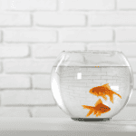 Choosing the Perfect Goldfish Name