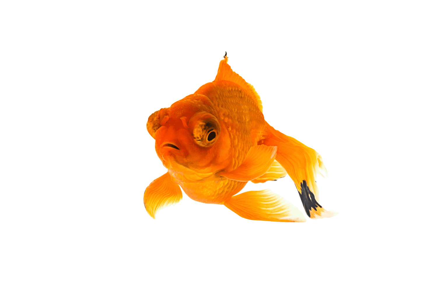 Telescope Goldfish Care and Breeding Guide Memfish dot net