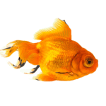 Goldfish with Big Eyes: A Comprehensive Guide to Bubble Eye Varieties