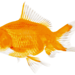 How Long Do Goldfish Live: Unveiling Their Lifespan Secrets