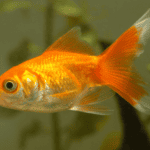 Do Goldfish Need a Filter? Essential Aquarium Tips
