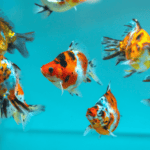 Unveiling the Rainbow Underwater: A Deep Dive into Goldfish Colors