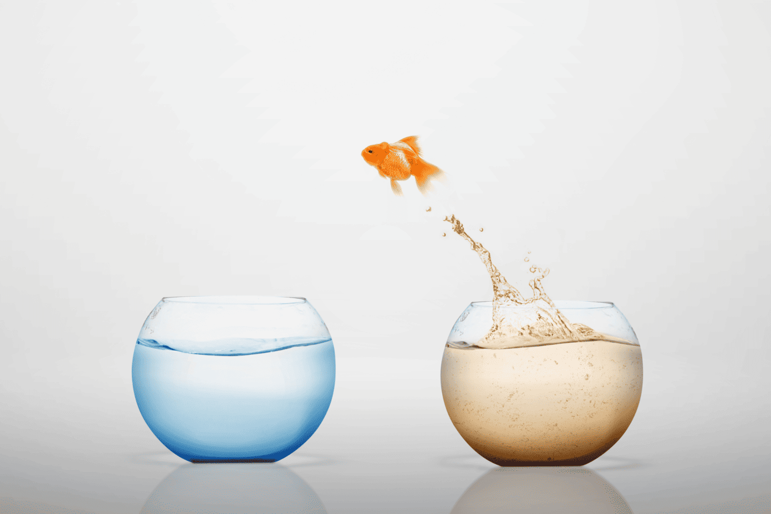 Unveiling the Rainbow Underwater: A Deep Dive into Goldfish Colors ...