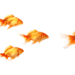 Goldfish Types: A Comprehensive Guide to Popular Varieties