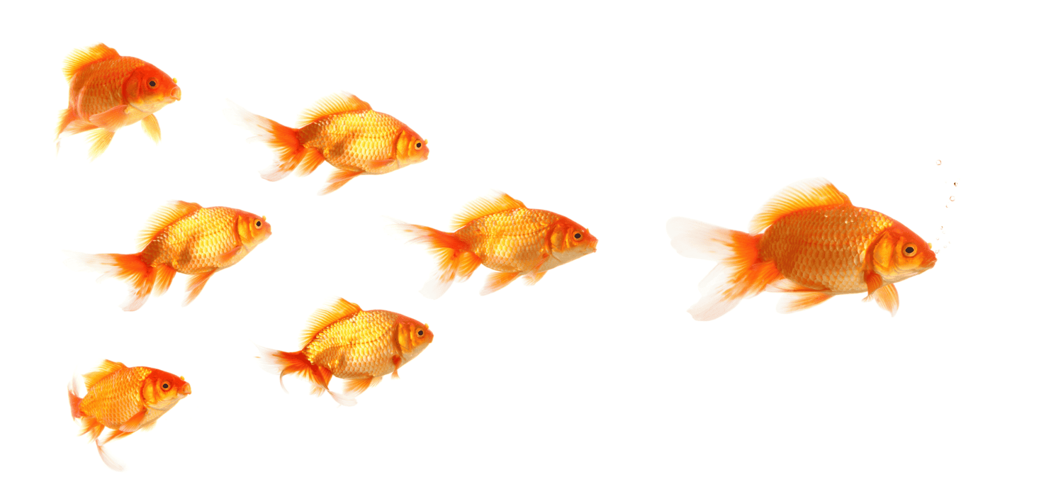 Goldfish Types A Comprehensive Guide to Popular Varieties Memfish