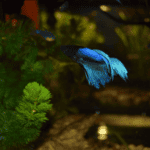 Betta Fish Types: An Unraveling of the Vibrant Underwater World
