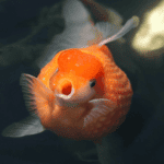 Fat Goldfish: Essential Care and Feeding Tips