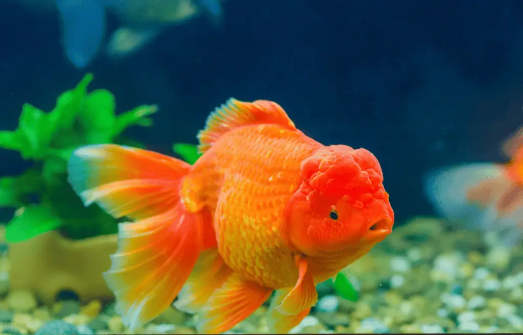 Fat Goldfish