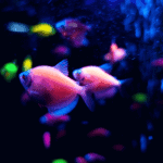 Glow With the Flow: All About GloFish Tetras