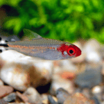 All About the Rummy Nose Tetra: Care, Setup, Diet, Breeding & More