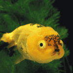 Bubble Eye Goldfish: Essential Care and Breeding Guide