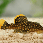 Overview of Plecostomus (Suckermouth Catfish)