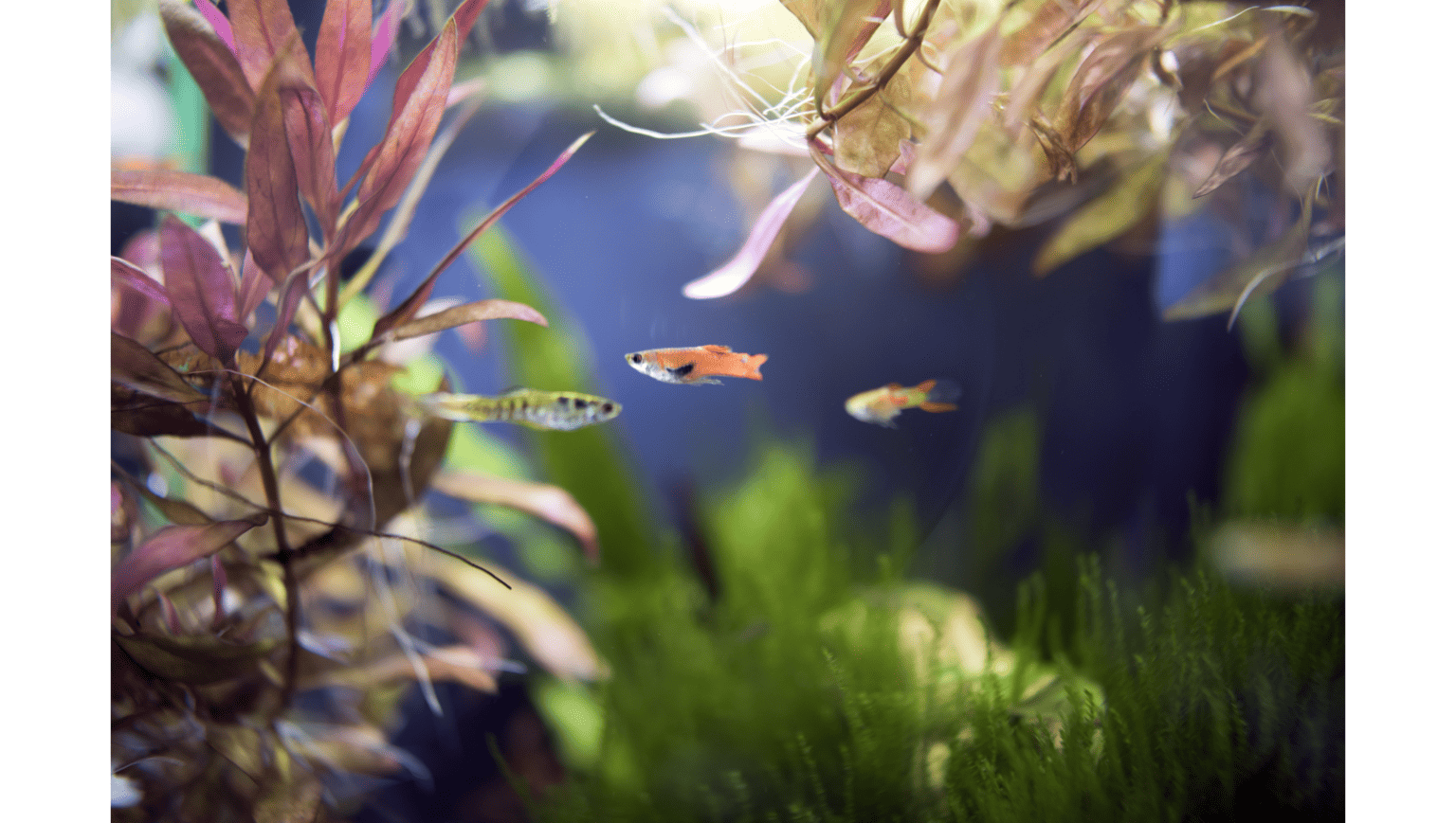 Best Fish for a 3Gallon Tank (Top 7 Picks) Memfish dot net