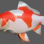 Wakin Goldfish: Essential Care and Tips for Beginners