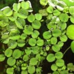 Live Freshwater Foreground Aquarium Plants: Top Picks for a Thriving Aquascape