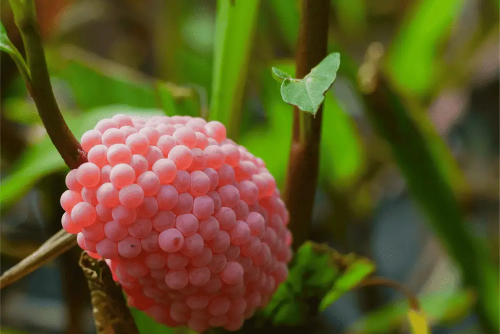 Snail Eggs