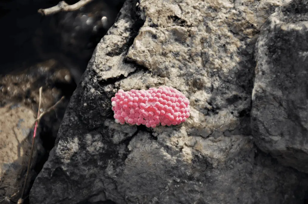 Snail Eggs