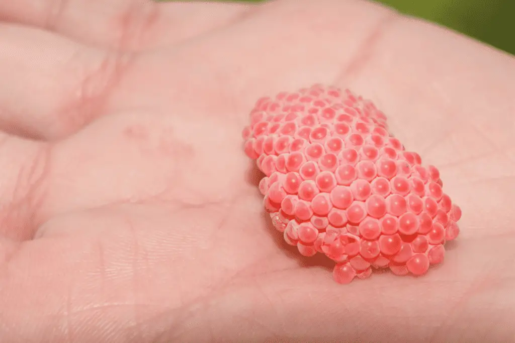 Snail Eggs