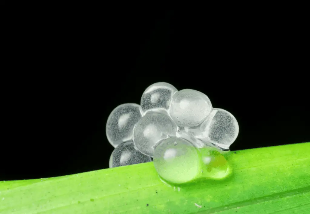 Snail Eggs