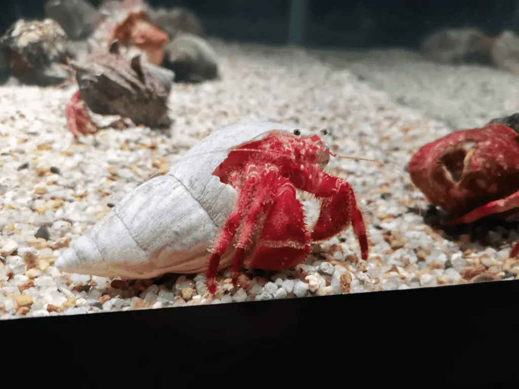 Hermit Crab