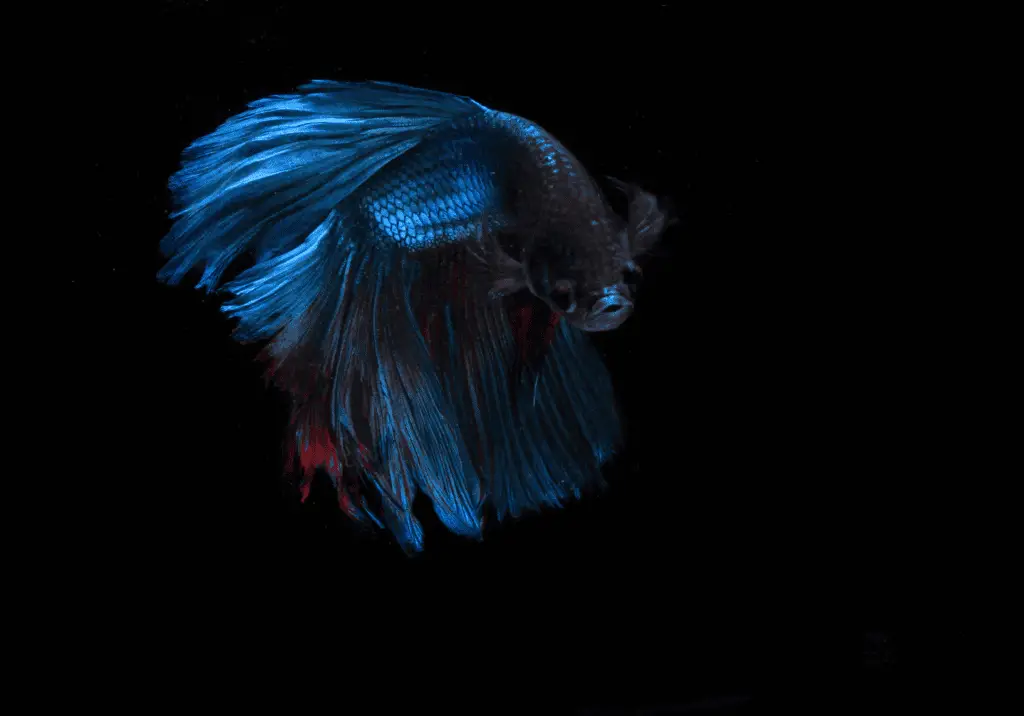 Giant Betta Fish