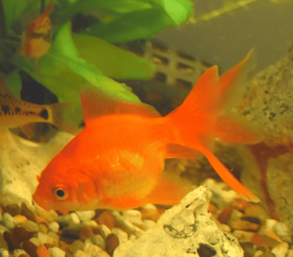 Fantail Goldfish: Essential Care and Breeding Guide - Memfish dot net