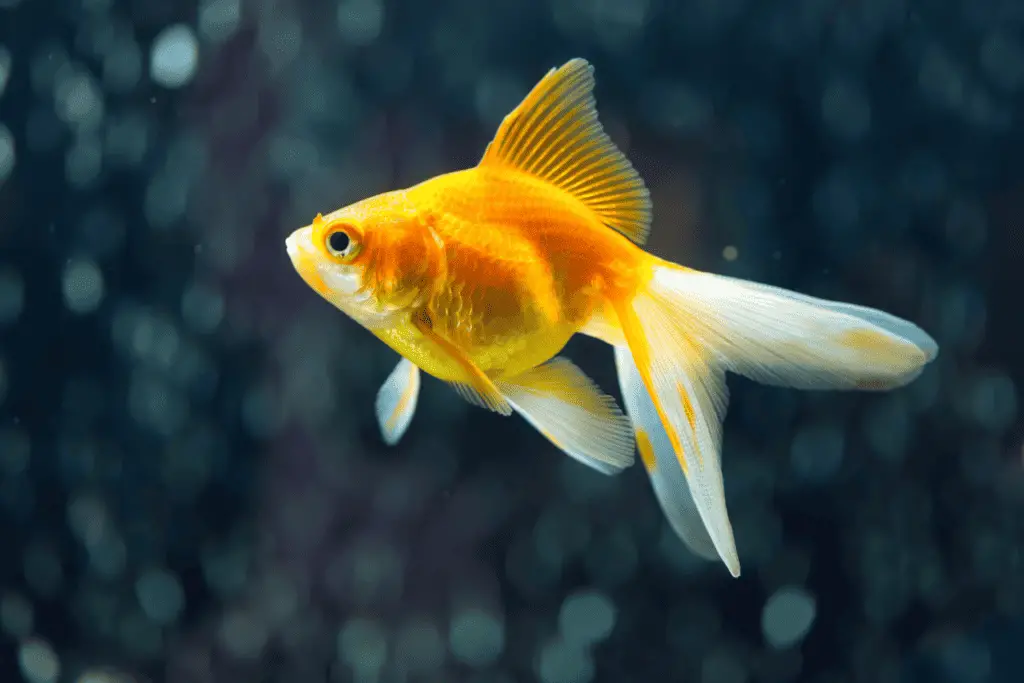 Fantail Goldfish