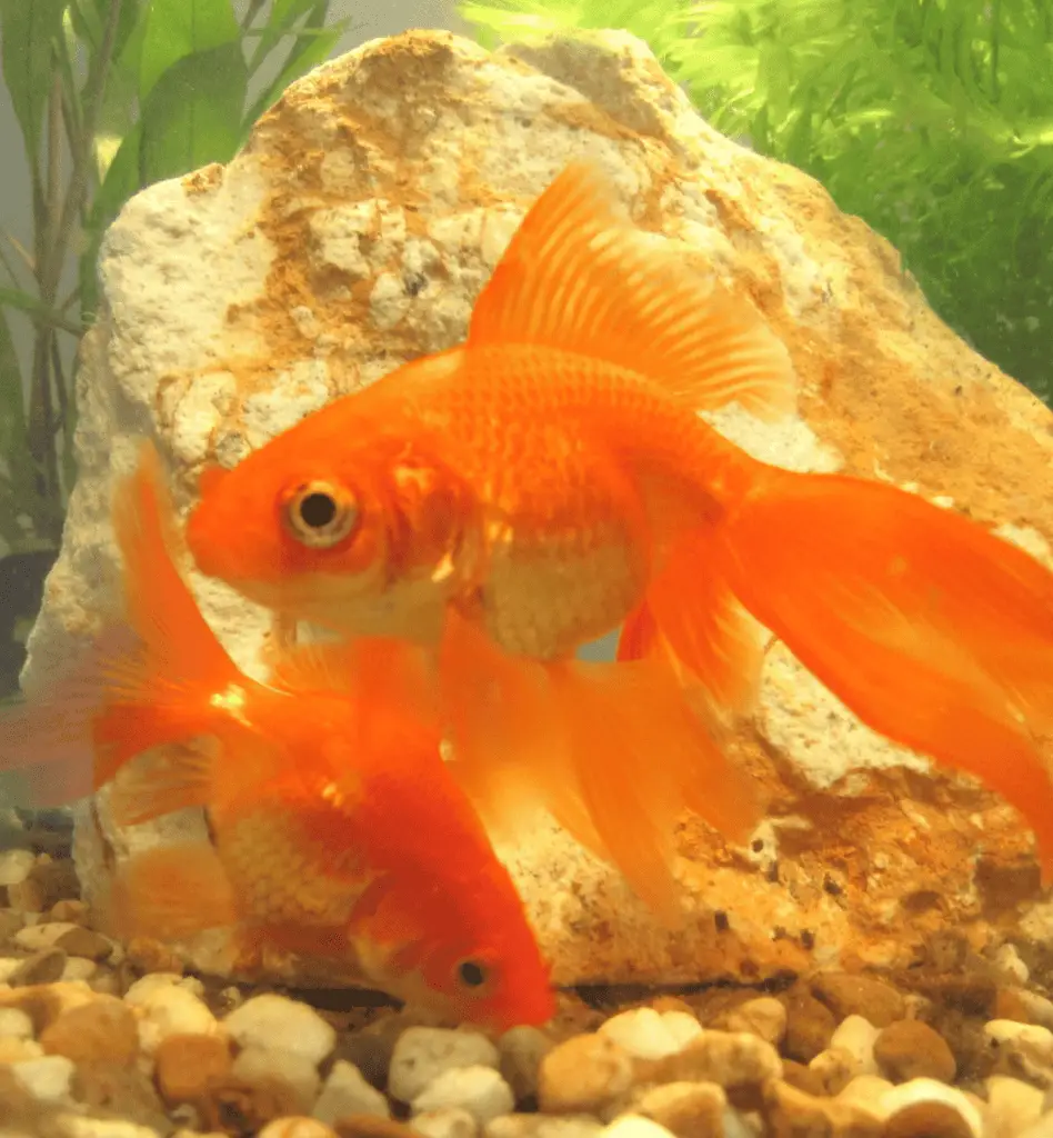 Fantail Goldfish