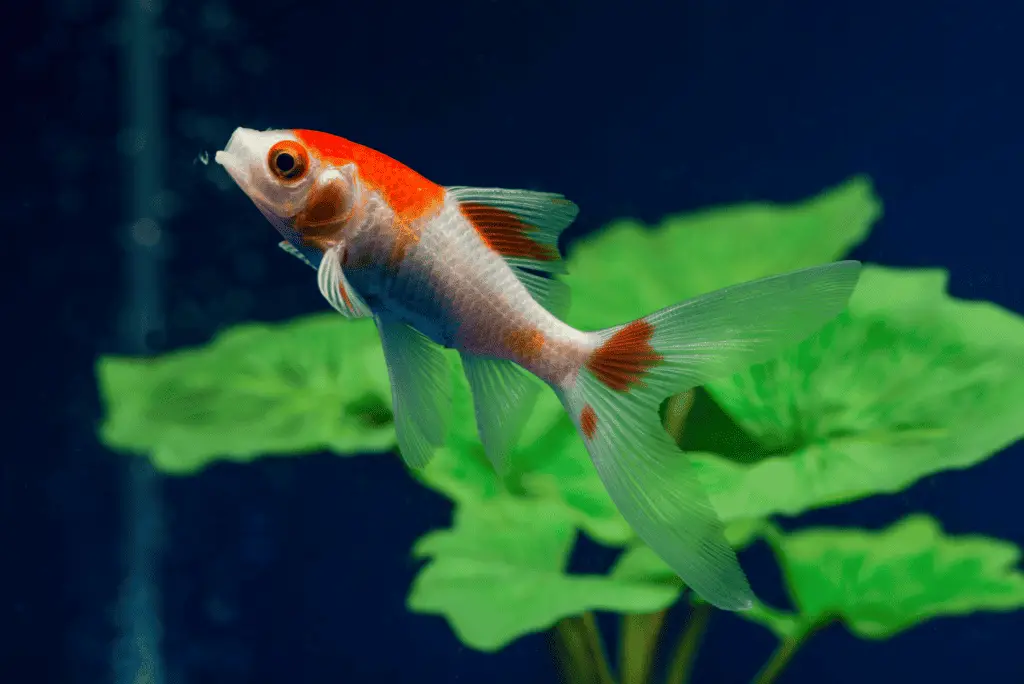 Comet Goldfish