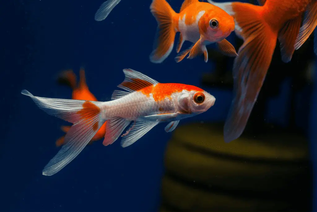 Comet Goldfish