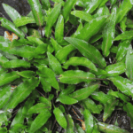 All You Need to Know About Cryptocoryne Ideii