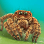 Pet Jumping Spider: A Comprehensive Care Guide