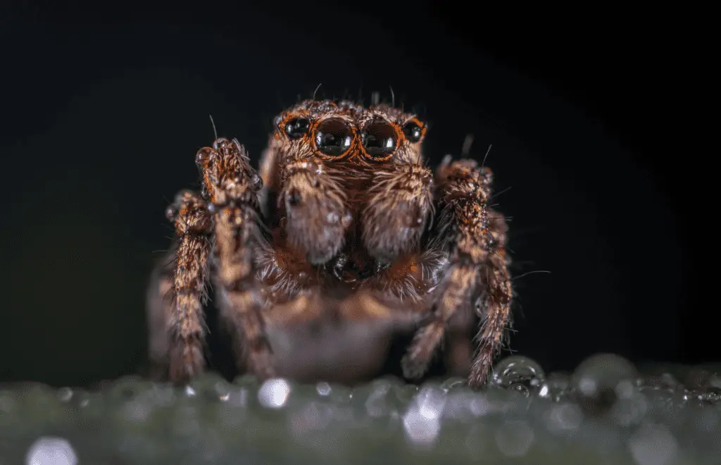 Jumping Spider Care Guide – Mainstream Arachnids