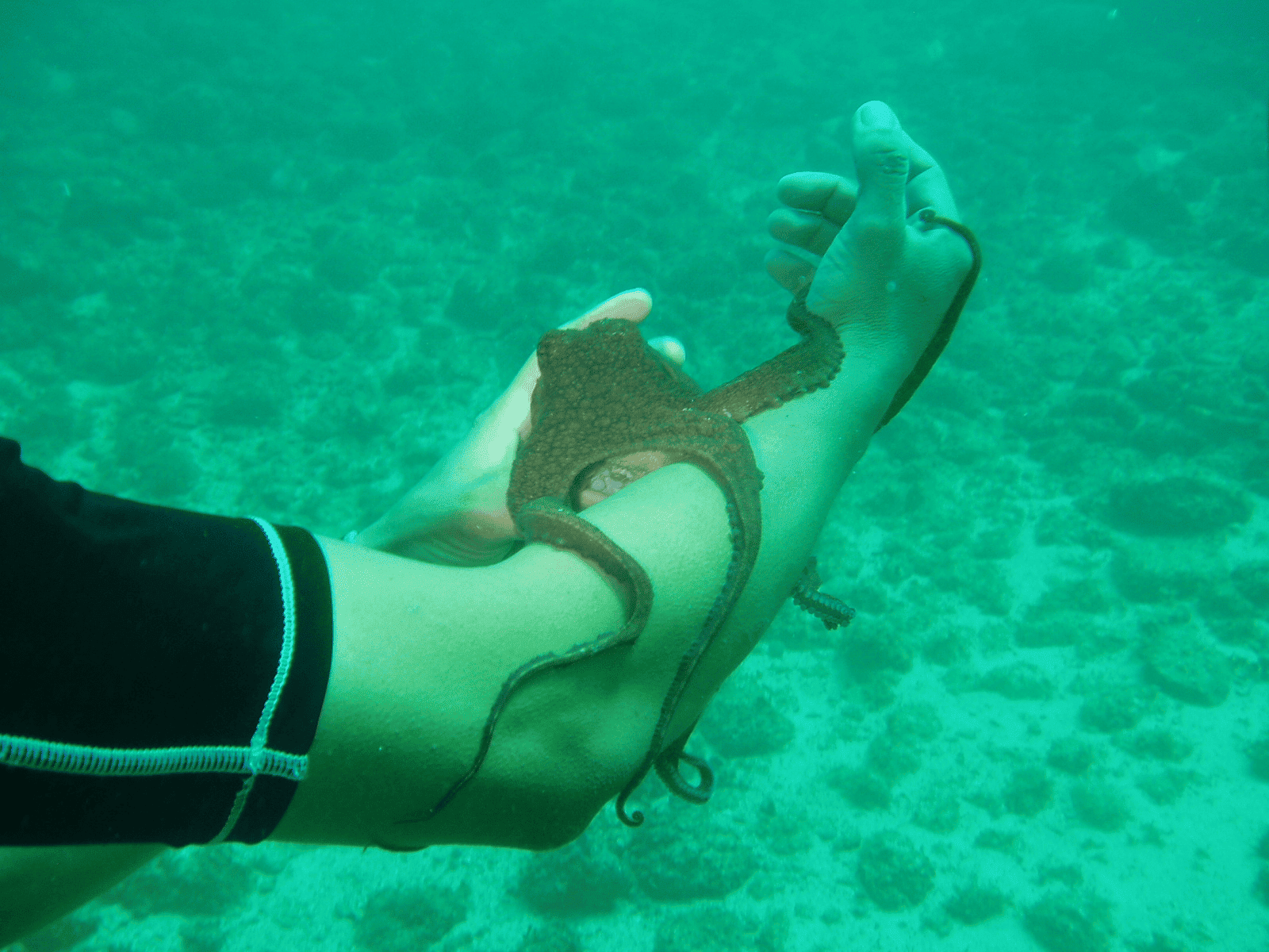 Pet Octopus Care Guide How to Keep Your Octopus Happy and Healthy