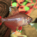 Overview of Red Tetras: Essential Care and Habitat Guide