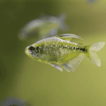 Overview of Diamond Tetras: Essential Care and Compatibility Guide
