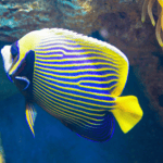 Emperor Angelfish: Fascinating Facts and Expert Care Tips