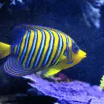 Saltwater Angelfish: A Comprehensive Guide for Aquarium Enthusiasts