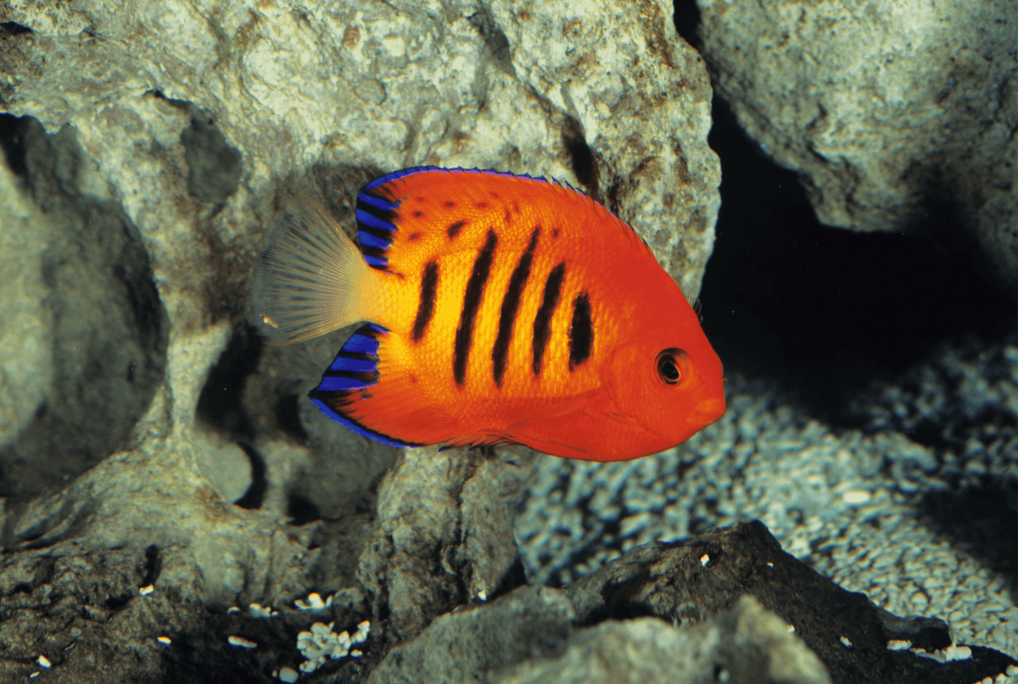 Overview of Flame Angelfish Habitat, Care, and Behavior Memfish dot net